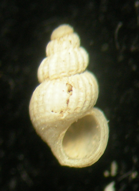 Alvania subsoluta